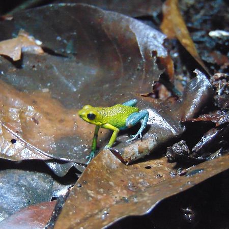 Hacienda Mil Bellezas - Private 40Ha Jungle Reserve Quepos Eksteriør bilde