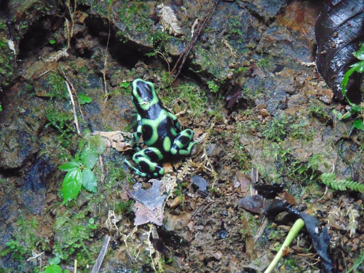 Hacienda Mil Bellezas - Private 40Ha Jungle Reserve Quepos Eksteriør bilde